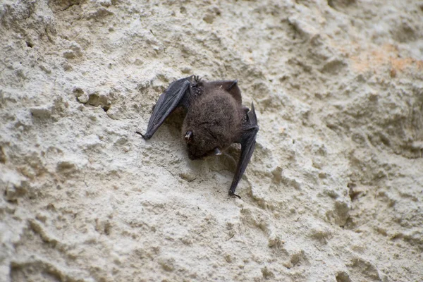 Morcego Pequeno Morcego Pendurado Parede — Fotografia de Stock