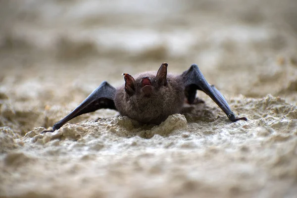 Fledermaus Eine Kleine Fledermaus Hängt Der Wand Die Fledermaus Hat — Stockfoto