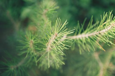 Çam Ağacı Kapanışı