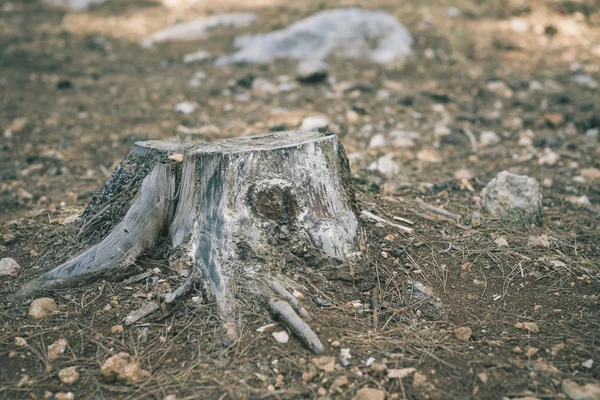 Velho toco de árvore no parque de verão — Fotografia de Stock