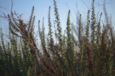 Güneş ışınları alanını çimen. Bulanık yaz arka plan, sel