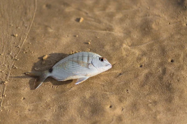 Sea fish on the sand — Stock Photo, Image