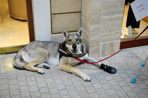 Dört-uzun bacaklı sokulgan Bremerhaven şehir içinde.