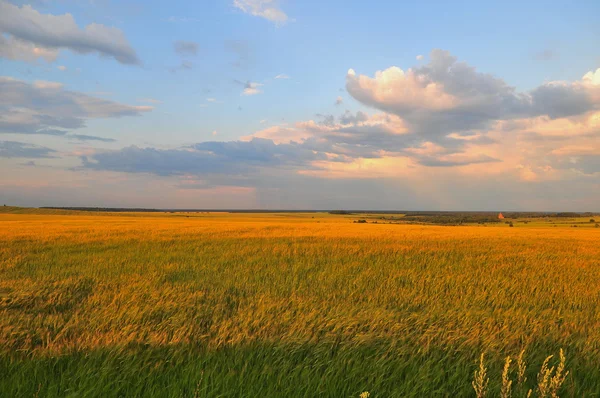 Vilda landar Starozhilovo län. Ryssland — Stockfoto