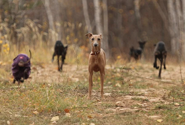 Pequeno italiano galgo fugir — Fotografia de Stock