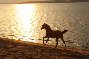 horse running near the river at sunset clipart