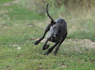 küçük İtalyan tazı çalıştıran