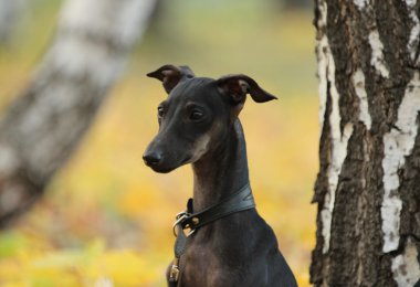 İtalyanca tazı ayakta ormandaki
