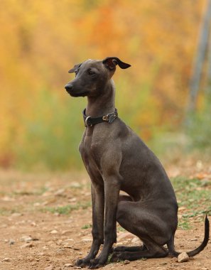 İtalyanca tazı ayakta orman