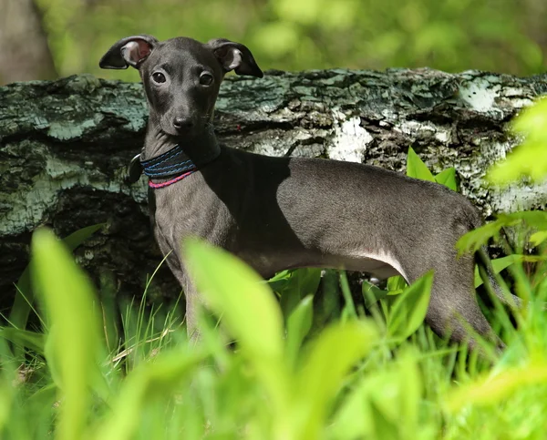 Galgo italiano na grama — Fotografia de Stock