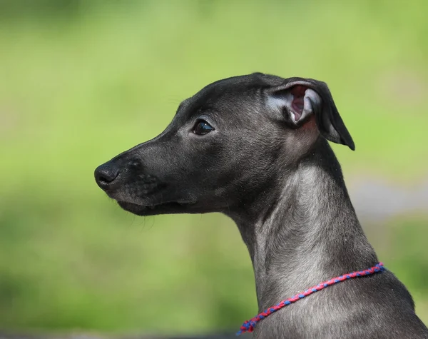 Italiaanse windhond in het gras — Stockfoto