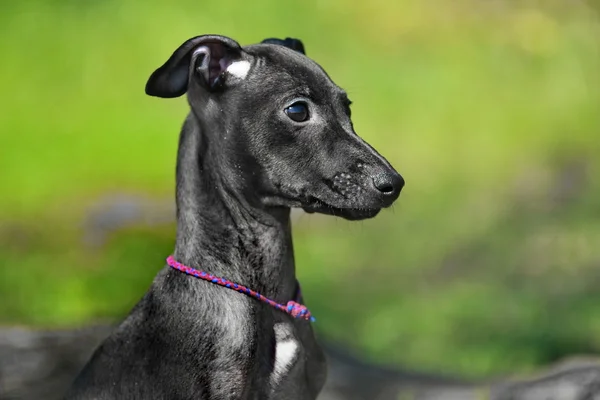 Italiaanse windhond in het gras — Stockfoto