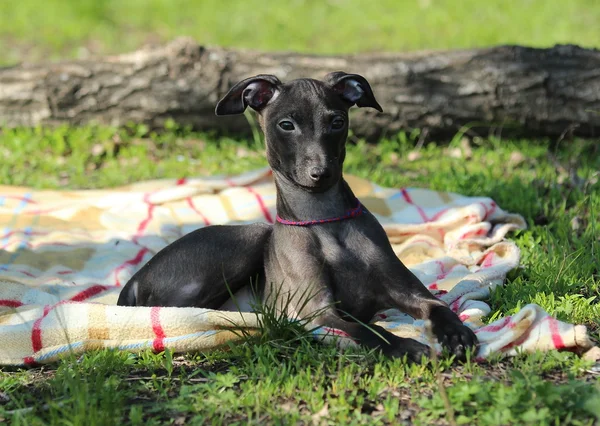 Italský greyhound v trávě — Stock fotografie