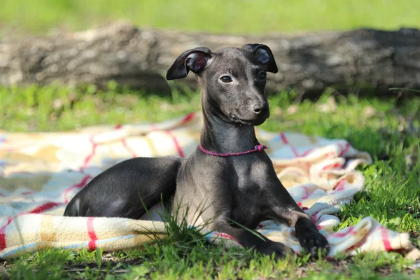 Italský greyhound v trávě — Stock fotografie