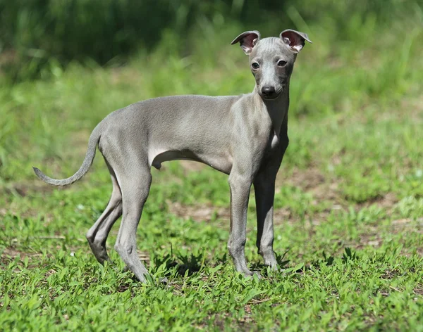 Galgo italiano na grama — Fotografia de Stock