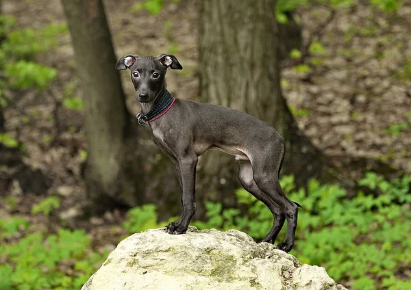 Galgo italiano de pé na floresta — Fotografia de Stock