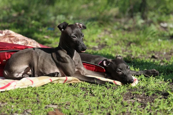 Lévrier italien dans l'herbe — Photo