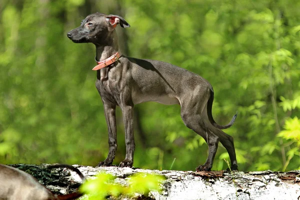 Galgo italiano de pé na floresta — Fotografia de Stock