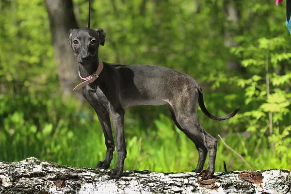 Galgo italiano de pé na floresta — Fotografia de Stock