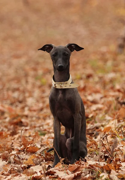 Galgo italiano de pé na floresta — Fotografia de Stock