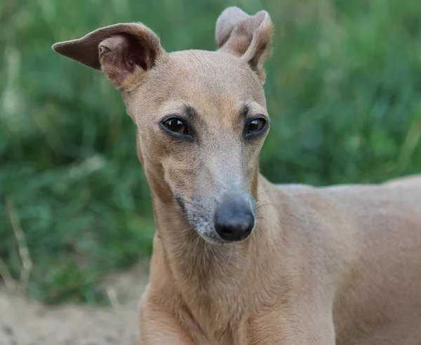 Cão astuto olha na moldura — Fotografia de Stock