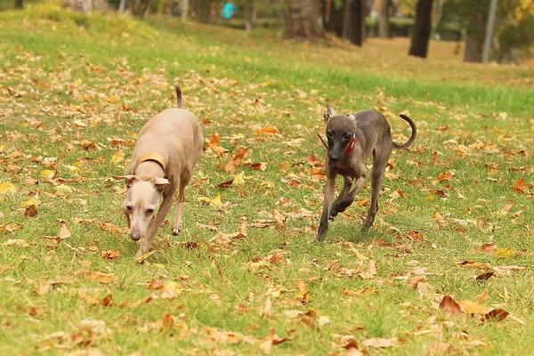 Galgo italiano en la hierba — Foto de Stock