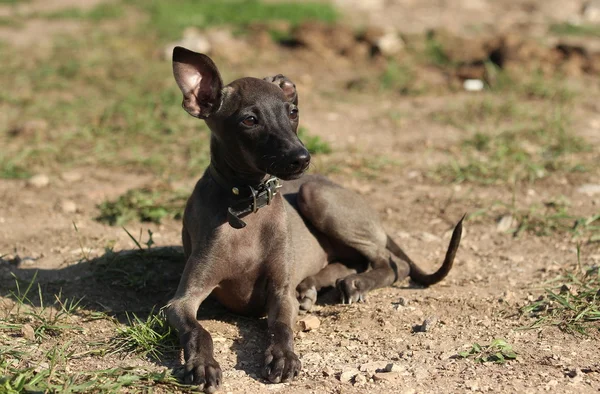 Galgo italiano na grama — Fotografia de Stock