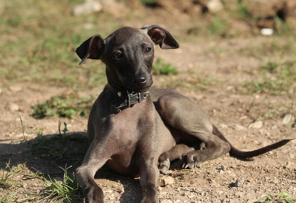 Galgo italiano na grama — Fotografia de Stock