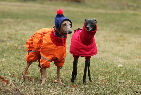 Gekleideter kleiner italienischer Windhund — Stockfoto