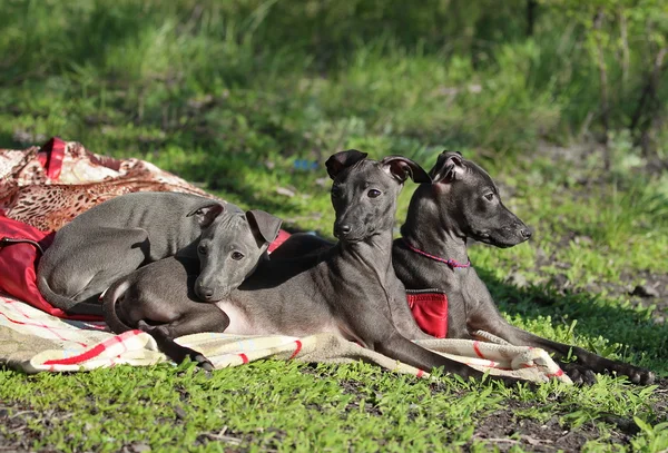 Galgo italiano na grama — Fotografia de Stock