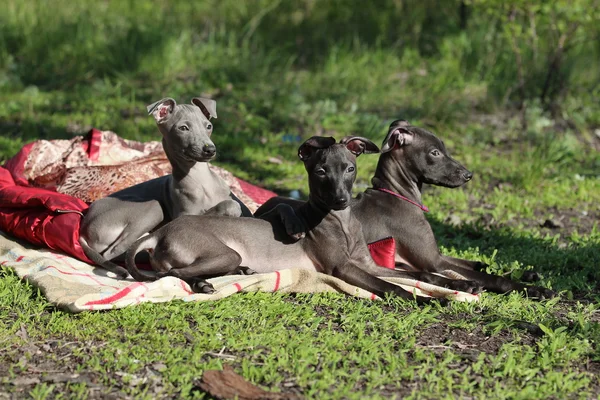 Italský greyhound v trávě — Stock fotografie