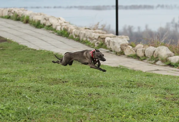 Courir petit lévrier italien — Photo