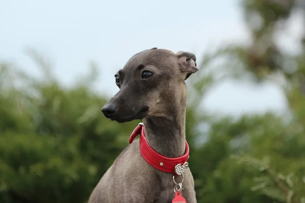 Galgo italiano en la hierba — Foto de Stock