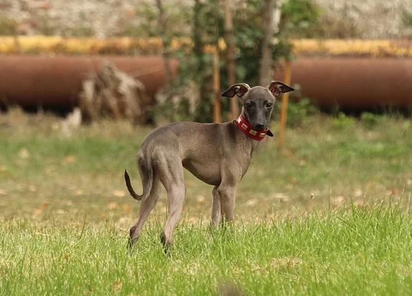 Galgo italiano na grama — Fotografia de Stock