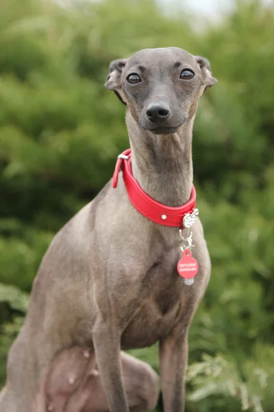 Galgo italiano na grama — Fotografia de Stock