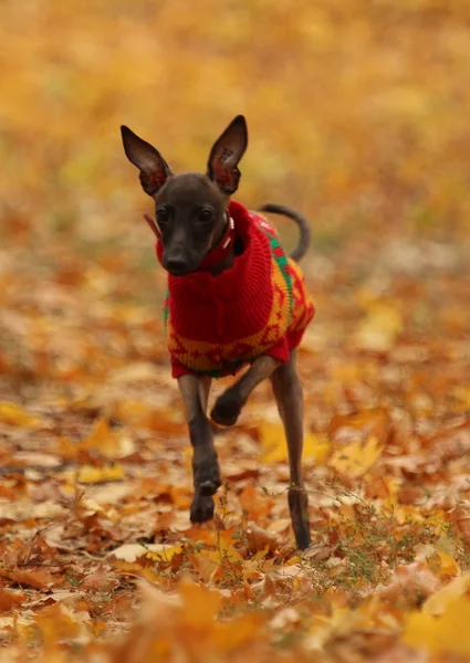 Gekleideter kleiner italienischer Windhund — Stockfoto