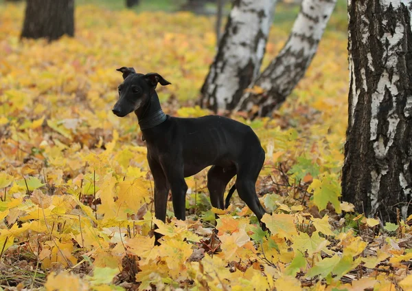Italienischer Windhund steht im Wald — Stockfoto