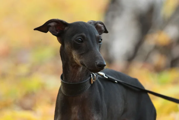 Galgo italiano de pé na floresta — Fotografia de Stock