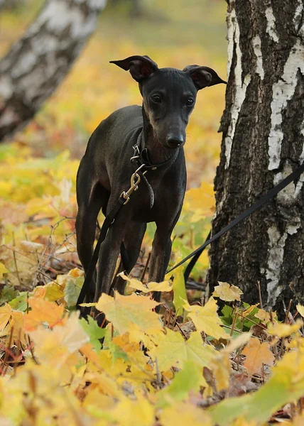 Italienischer Windhund steht im Wald — Stockfoto