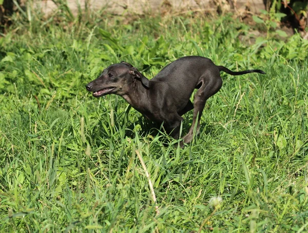 Running little italian greyhound — Stock Photo, Image