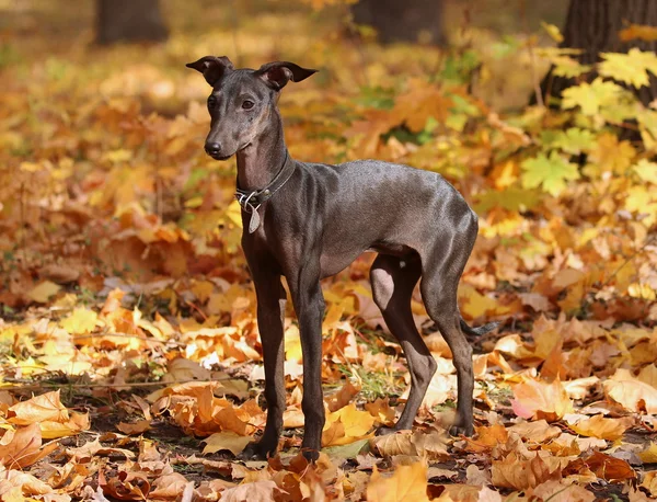 Italian greyhound in forest — Stock Photo, Image