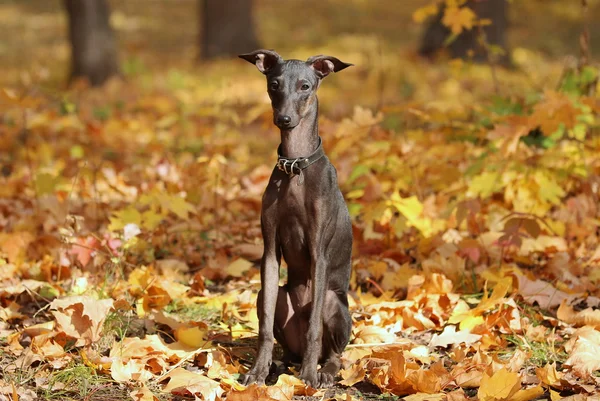 Italienischer Windhund steht im Wald — Stockfoto