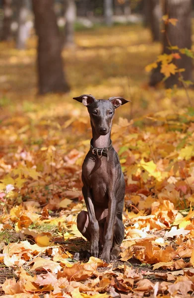 Italienischer Windhund steht im Wald — Stockfoto