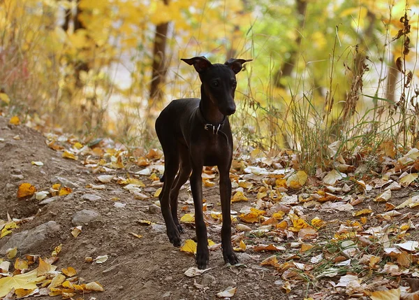 Cão-cinzento italiano em pé na floresta — Fotografia de Stock