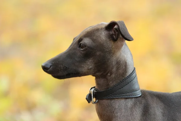 Galgo italiano de pie en el bosque — Foto de Stock