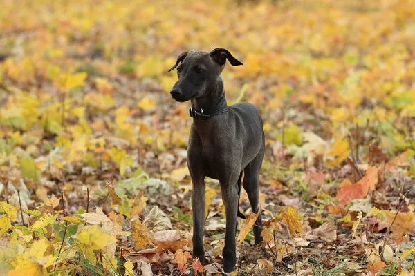 Cão-cinzento italiano em pé na floresta — Fotografia de Stock