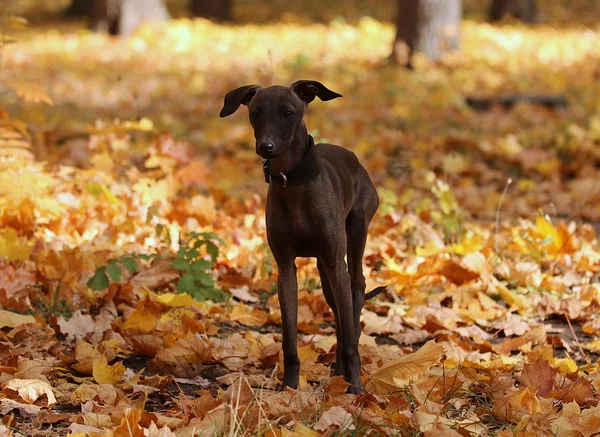 Italienischer Windhund steht im Wald — Stockfoto