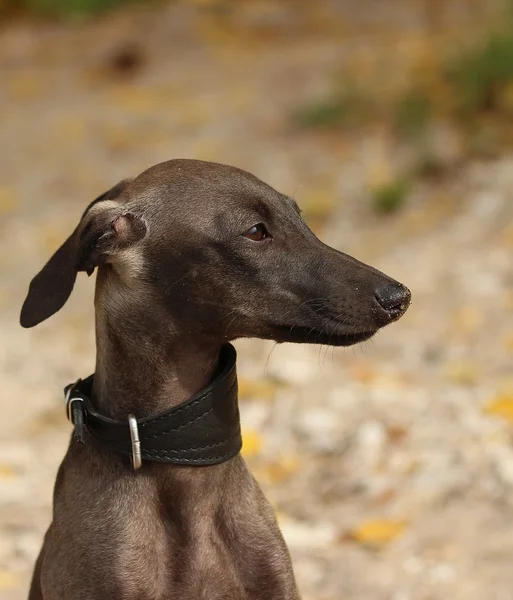 Galgo italiano de pie en el bosque — Foto de Stock