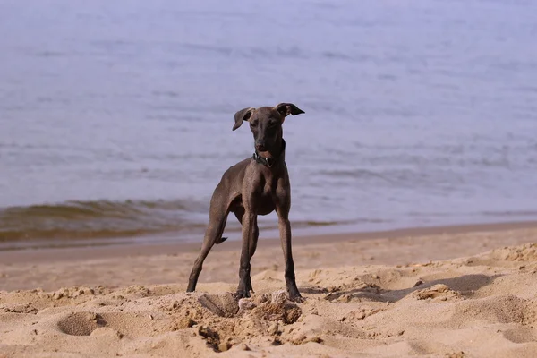 Italienischer Windhund in der Nähe des Flusses — Stockfoto
