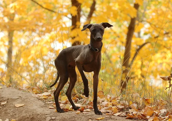 Italienischer Windhund steht im Wald — Stockfoto